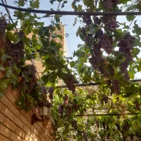 هرس و اصلاح انواع درختان