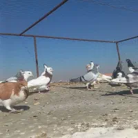 کبوتر کفتر پرنده پرشی|پرنده|شال, |دیوار