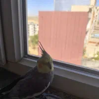 عروس هلندی گمشده