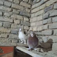 کبوتر|پرنده|لاران, |دیوار