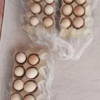 تخم لاری نطفه دار