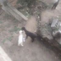 بره شیرخوار. وعلف خوار.