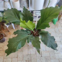 کلی گل خوشگل