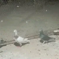 سلام یک پوست پیازی