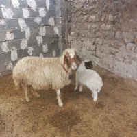 گوسفند و بره نر