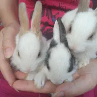 فروش خرگوش