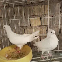 فروش کبوتر