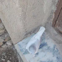 ماده‌چب‌لایه‌سبز