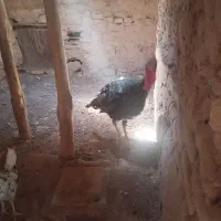 فروش 1عددبوقلمون نر