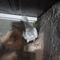 کبوتر|پرنده|سبزوار, زینبیه|دیوار