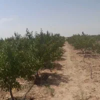 باغچه ۶هزارمتری باسند تک برگ|فروش زمین و ملک کلنگی|زرندیه, |دیوار