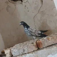 تیدی|پرنده|مسجد سلیمان, |دیوار