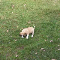 فروش یک قلاده سگ ماده به همراه توله نر|سگ|رستم‌آباد, |دیوار