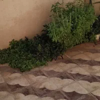 فروش منزل مسکونی|فروش زمین و ملک کلنگی|شیراز, جرسقان|دیوار