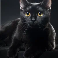 گربه مشکیم گم شده