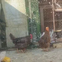 دوتا مرغ محلی چاق|حیوانات مزرعه|قم, زند آباد|دیوار