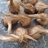 فروش پیاز زعفران
