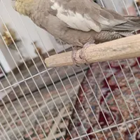 عروس هلندی نروماده|پرنده|تربت‌حیدریه, مسجد جامع|دیوار