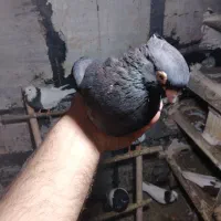 چند عدد کبوتر به دلیل نبود جفت|پرنده|میانه, |دیوار