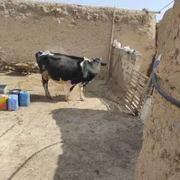 گاو و گوساله|حیوانات مزرعه|ماهنشان, |دیوار