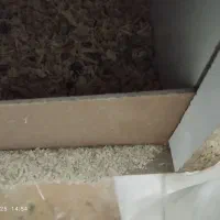 عروس هلندی رو تخم