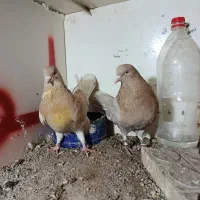 کبوتر|پرنده|گرمسار, |دیوار