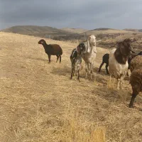 بز نر|حیوانات مزرعه|بزینه رود, |دیوار