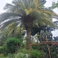 فروش پالم یوکا یاس نخل گیاهان زینتی بدون واسطه