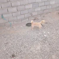 دوعدد سگ پاکوتا واگزار میشود|سگ|زنجان, |دیوار