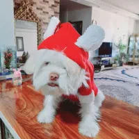 سگ شیتزو عروسکی|سگ|یاسوج, |دیوار