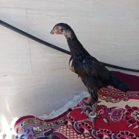 جوجه اوشامو‌ وارداتی