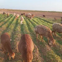 22راس میش جوان 6تازاییده بقیه اوسته جفت 60میلیون