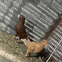 کبوتر کفتر