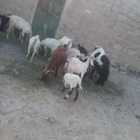 تعدادی بز نژاد دوقلو وسه قلو زا برای فروش|حیوانات مزرعه|فاریاب, |دیوار