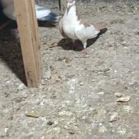 کفتر پرشی|پرنده|مشهد, چهارچشمه|دیوار