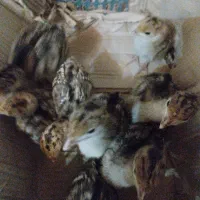 جوجه بوقلمون 10روز