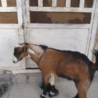 تخت|حیوانات مزرعه|تخت, |دیوار