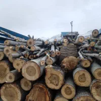 خرید و فروش درخت