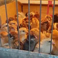 جوجه مرغ محلی