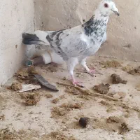 کبوتر پلاکی