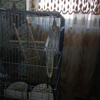 عروس هلندی نر وماده|پرنده|سرپل ذهاب, |دیوار