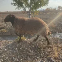 قوچ همو با میش هترو|حیوانات مزرعه|بسطام, |دیوار