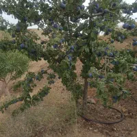 اجرای هرس و فرم دهی اصولی درختان مثمر|خدمات باغبانی و درختکاری|نجف‌آباد, صالح آباد|دیوار