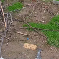 تخم مرغ محلی نطفه دار دونه ۱۰ تومن