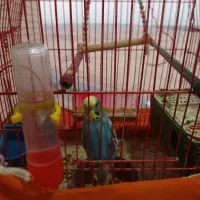 مرغ عشق دست مولد|پرنده|شاهینشهر, مسکن مهر|دیوار