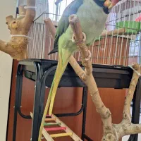 شاه طوطی نر بالغ کاملا آرام سخنگو باهوش بالا|پرنده|کرج, شهرک فهمیده|دیوار