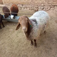 قوچ درشت همو