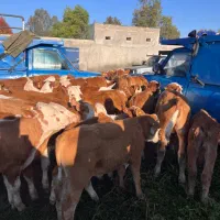 گوساله سیمینتال