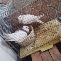 کبوتر طوقی|پرنده|شادگان, |دیوار
