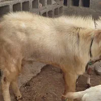 فروش نری مخصوص مال ...بزرگ و هیکلی|حیوانات مزرعه|میناب, |دیوار